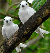 White Tern