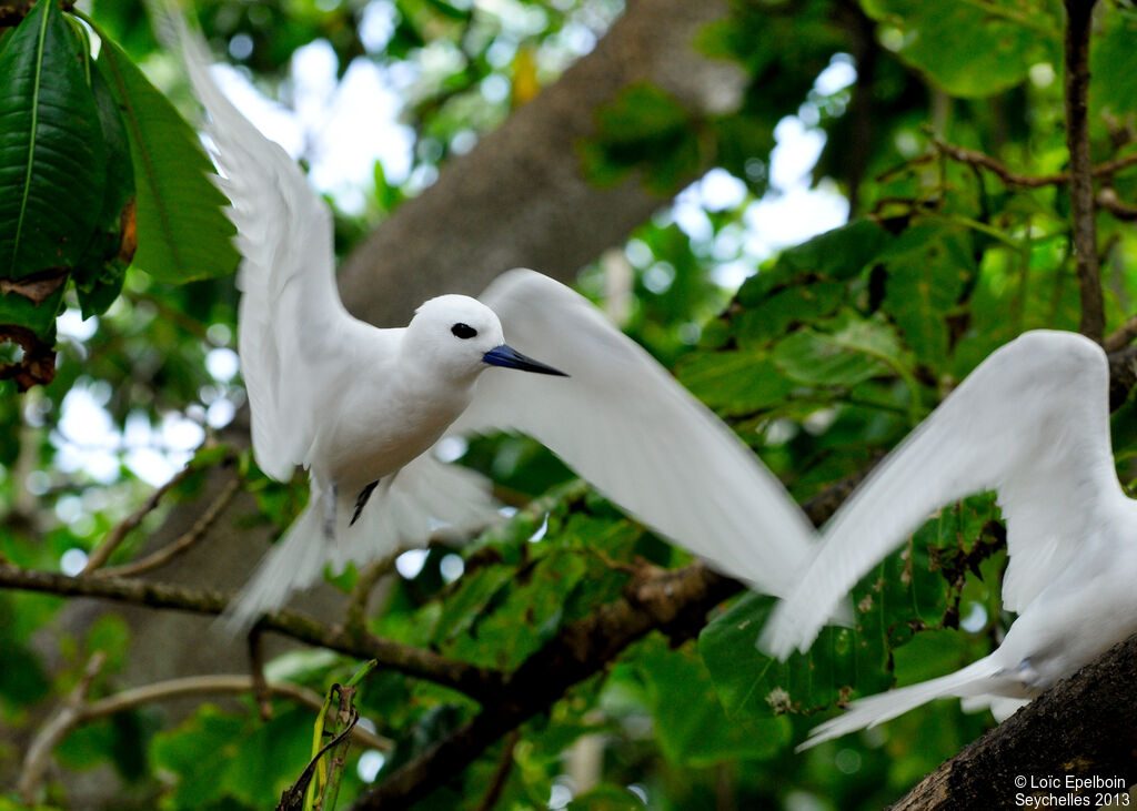 Gygis blanche