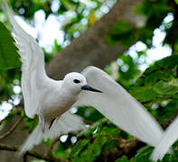 White Tern