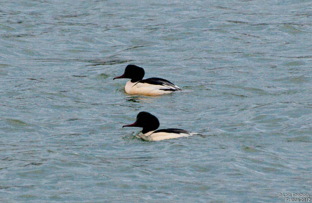 Common Merganser