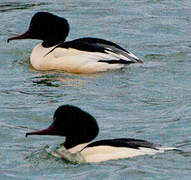 Common Merganser