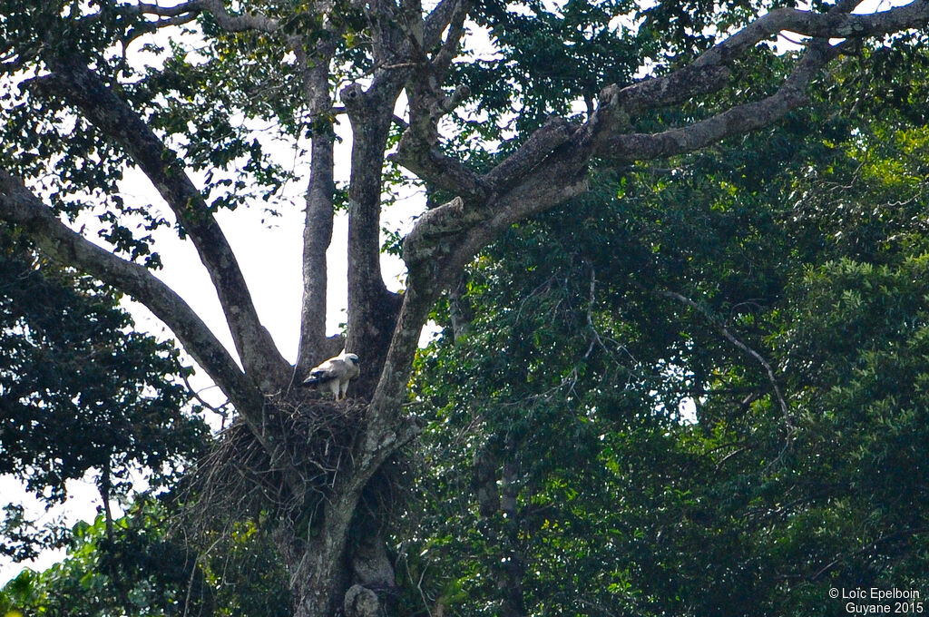 Harpy Eaglejuvenile