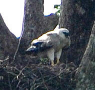 Harpy Eagle