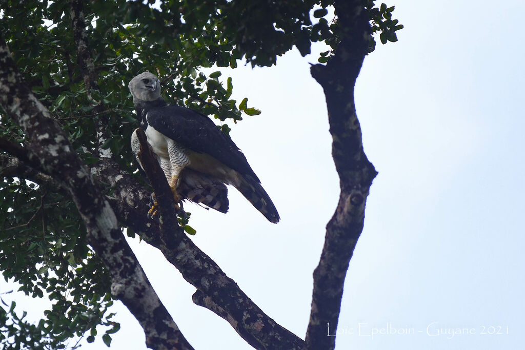 Harpy Eagle