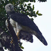 Harpy Eagle