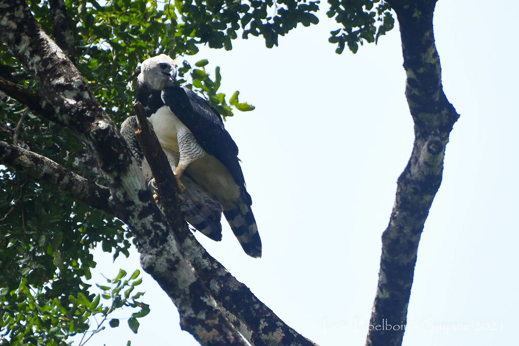 Harpy Eagle