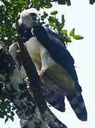 Harpy Eagle