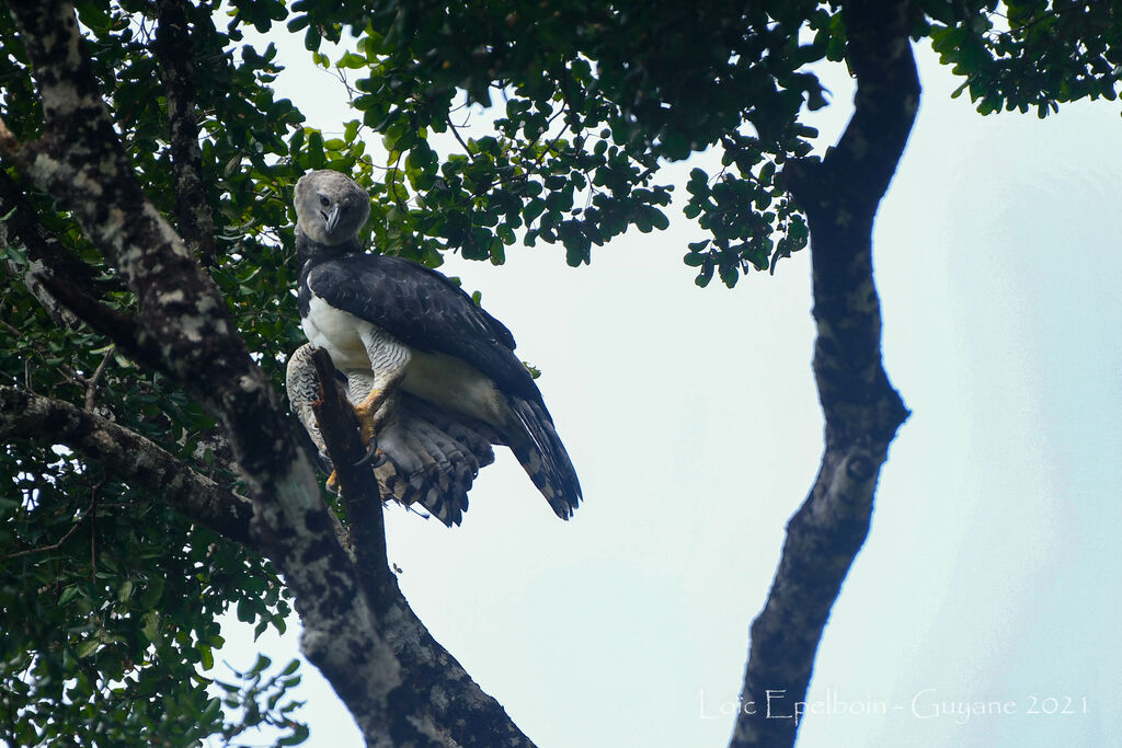 Harpy Eagle