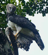 Harpy Eagle