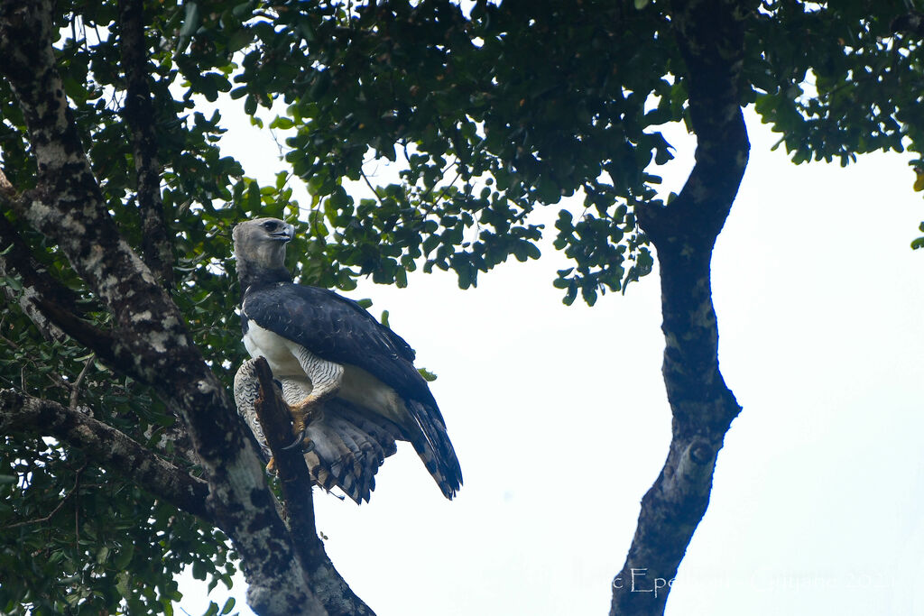 Harpy Eagle