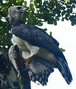 Harpy Eagle