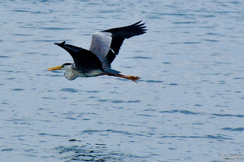 Grey Heron