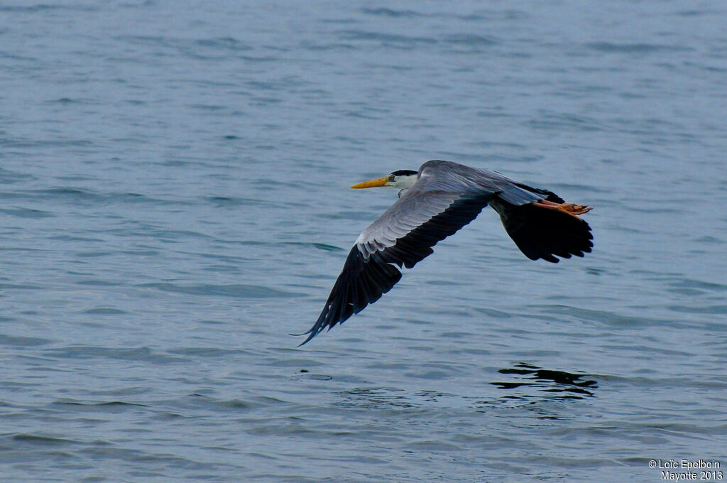 Grey Heron