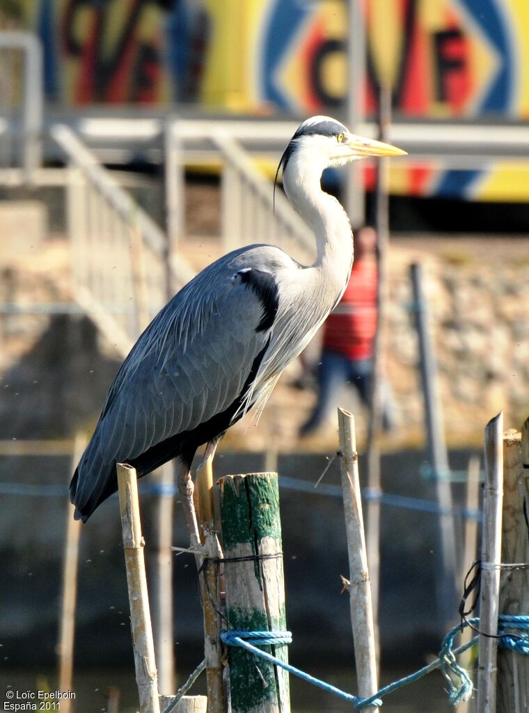 Grey Heron