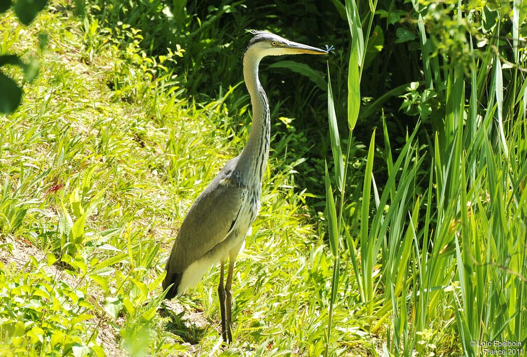 Grey Heron