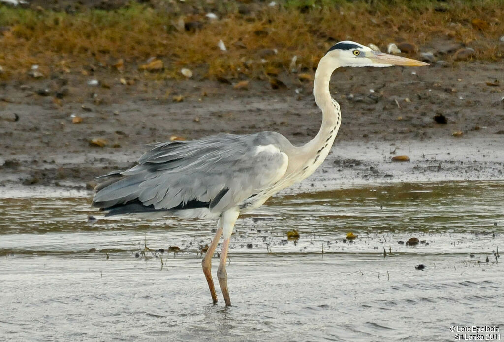 Grey Heron