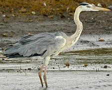 Grey Heron