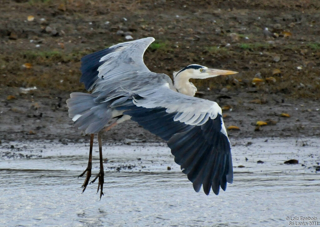 Grey Heron