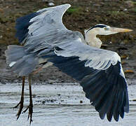 Grey Heron