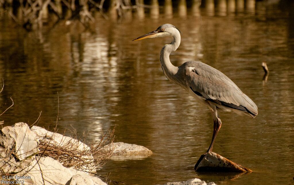 Grey Heron