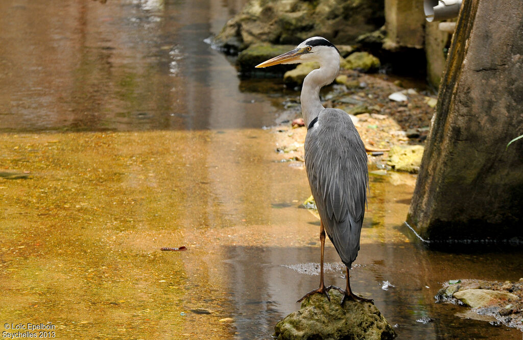 Grey Heron