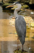 Grey Heron