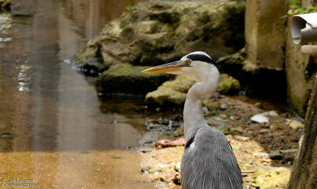 Grey Heron