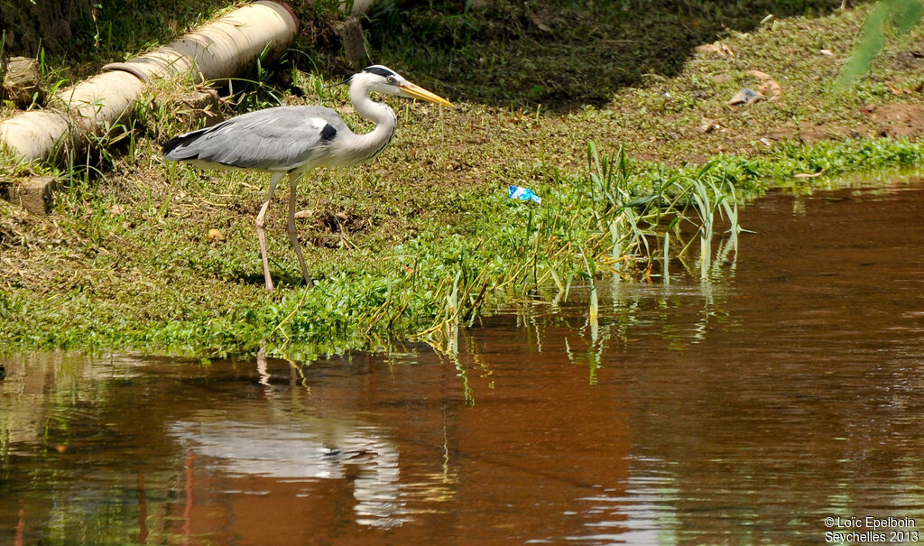 Grey Heron