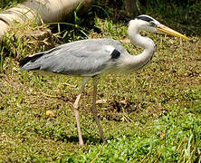 Grey Heron