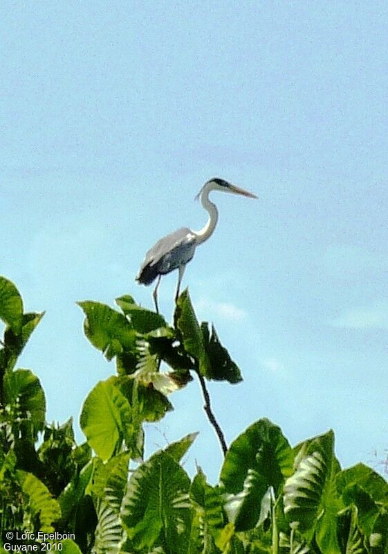 Cocoi Heron