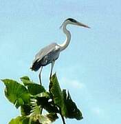 Cocoi Heron