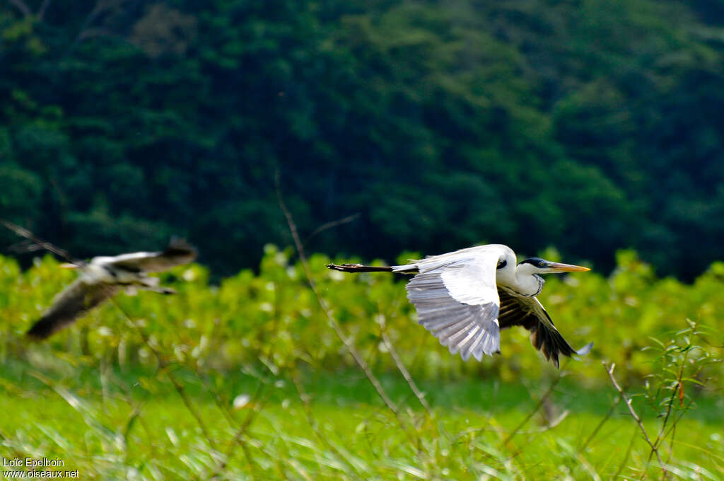 Cocoi Heronadult, Flight