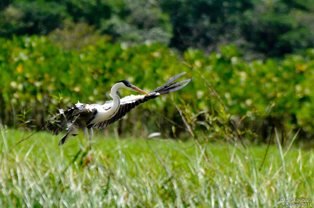 Cocoi Heron