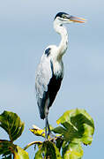 Cocoi Heron