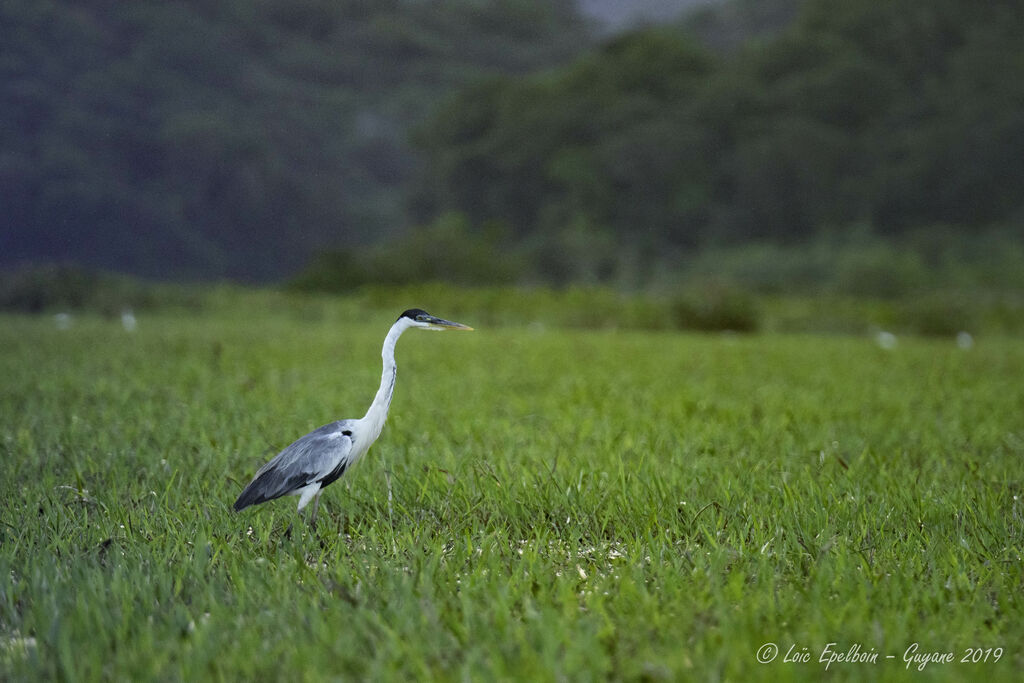 Cocoi Heron