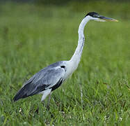 Cocoi Heron