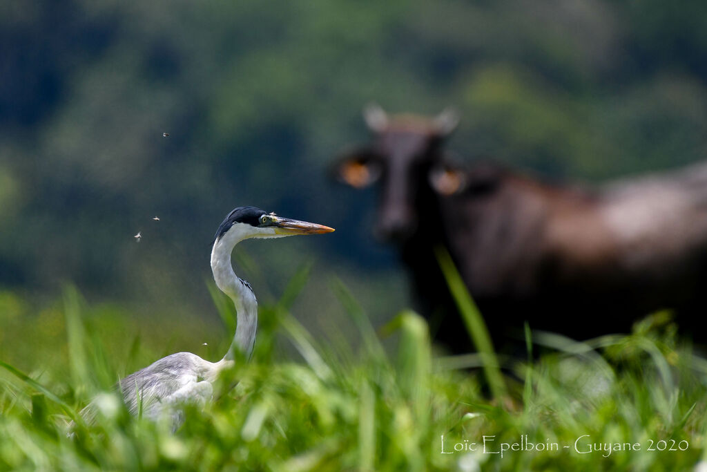 Cocoi Heron