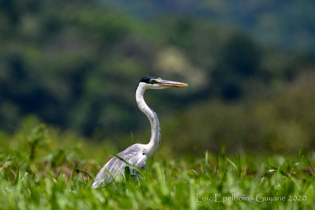 Cocoi Heron