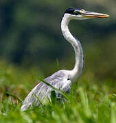 Cocoi Heron