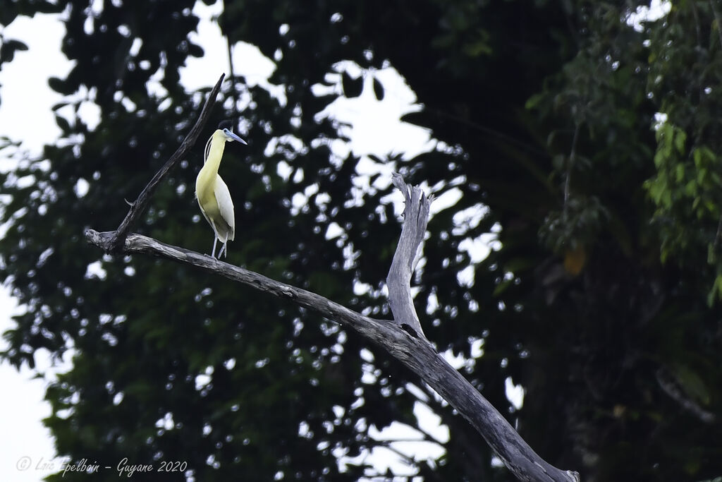 Capped Heron