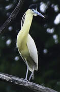 Capped Heron