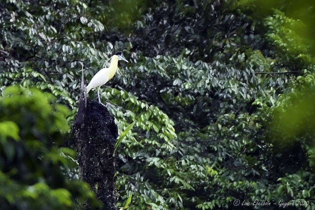 Capped Heron