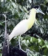 Capped Heron