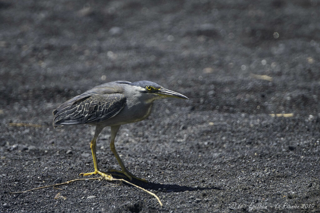 Little Heron