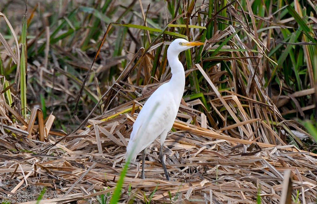 Western Cattle Egret