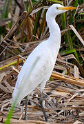 Western Cattle Egret