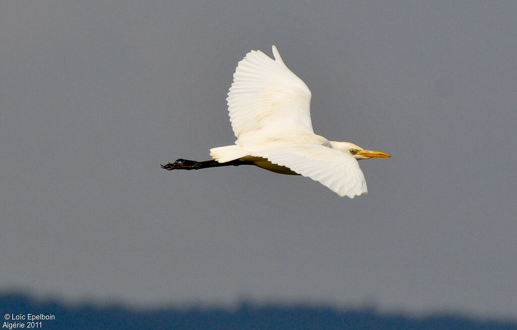 Western Cattle Egret