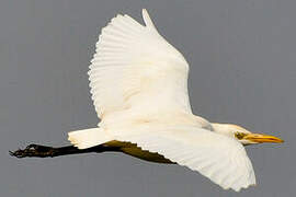 Western Cattle Egret