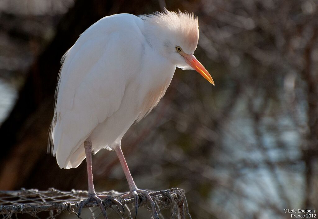 Western Cattle Egret