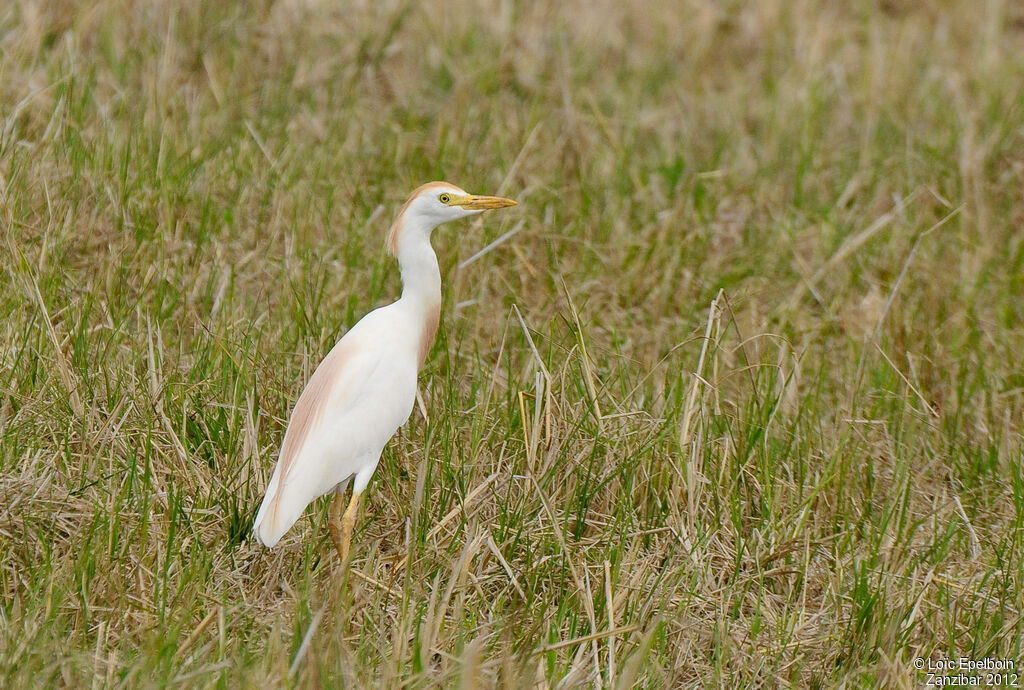 Western Cattle Egret